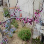 工務店&雑貨屋ジェニュインのかわいい花の植え替え